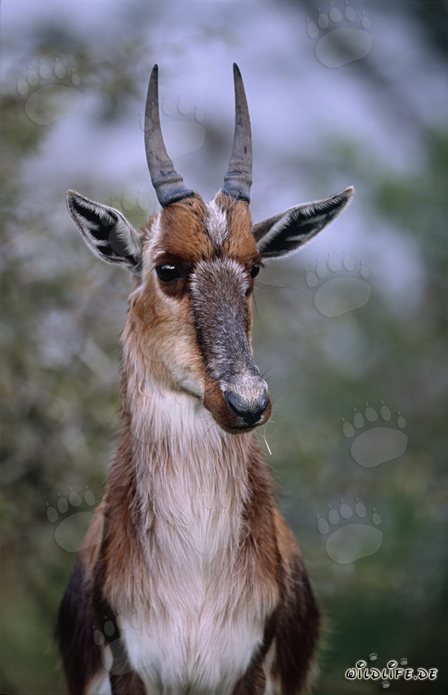 Portrait remarquable d'un bontebok
