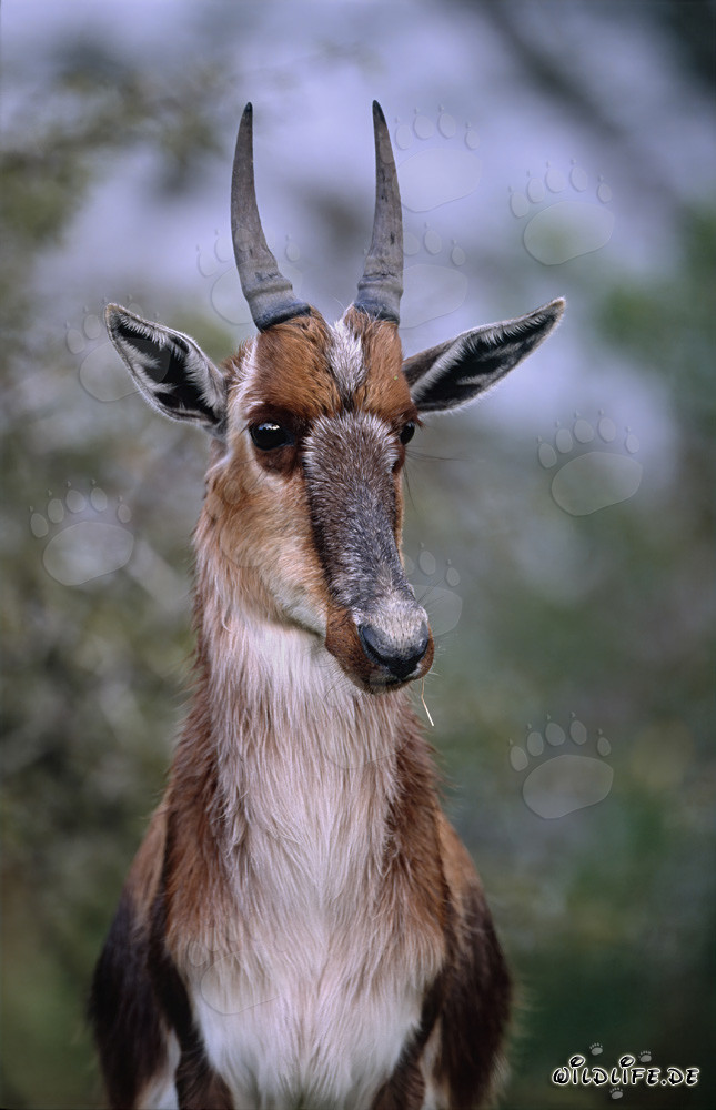 Retrato notable de un bontebok