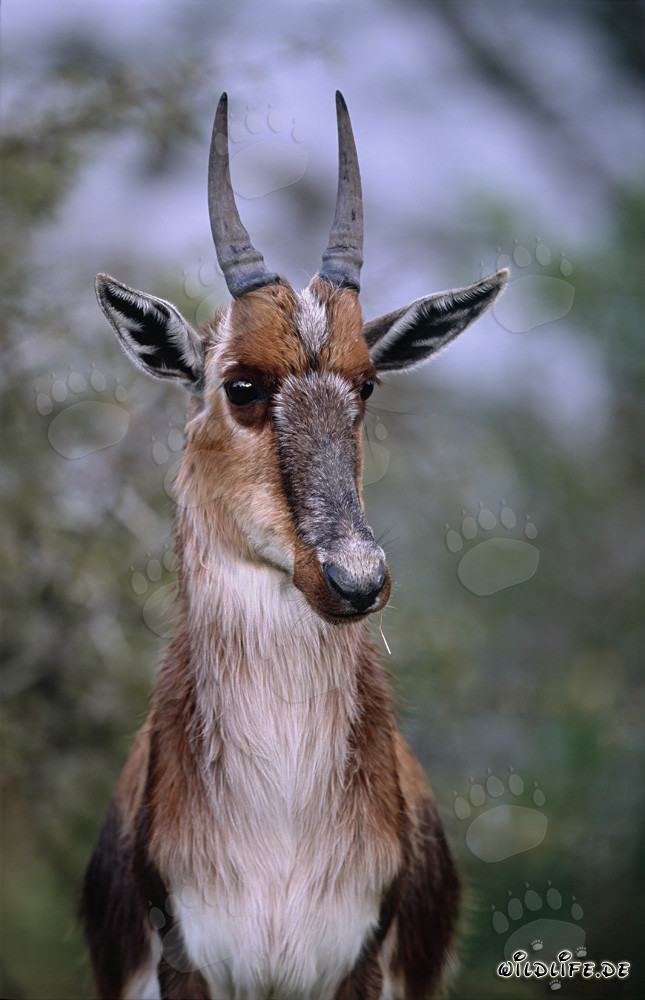 Ritratto notevole di un bontebok