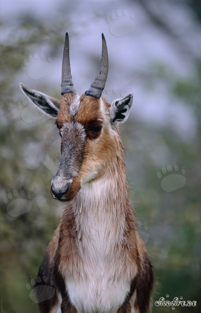 Bontebok Portrait - Majestic Wildlife in South Africa