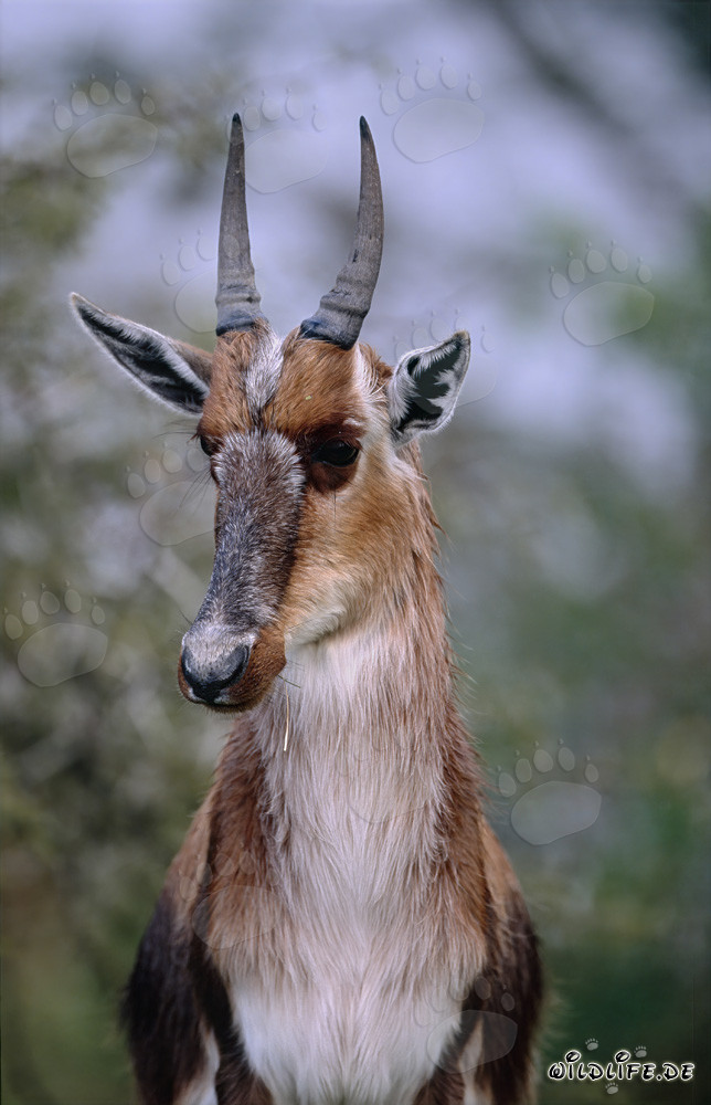 Portrait de Buntbock - Faune majestueuse en Afrique du Sud