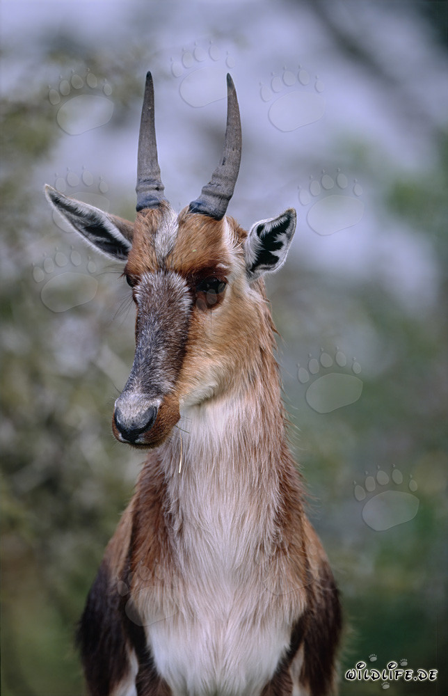 Retrato de Buntbock - Vida salvaje majestuosa en Sudáfrica