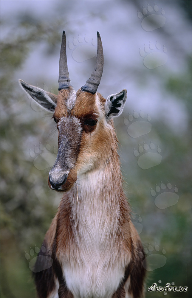 Ritratto di Buntbock - Fauna maestosa in Sudafrica