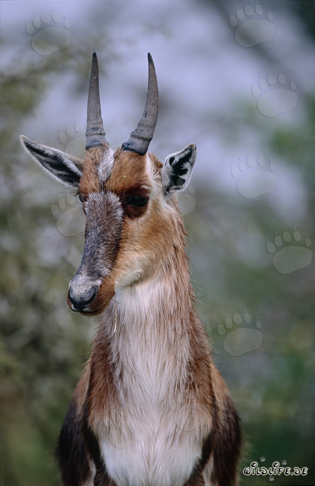Bellissimo blesbok nella natura - Elegante antilope a faccia bianca
