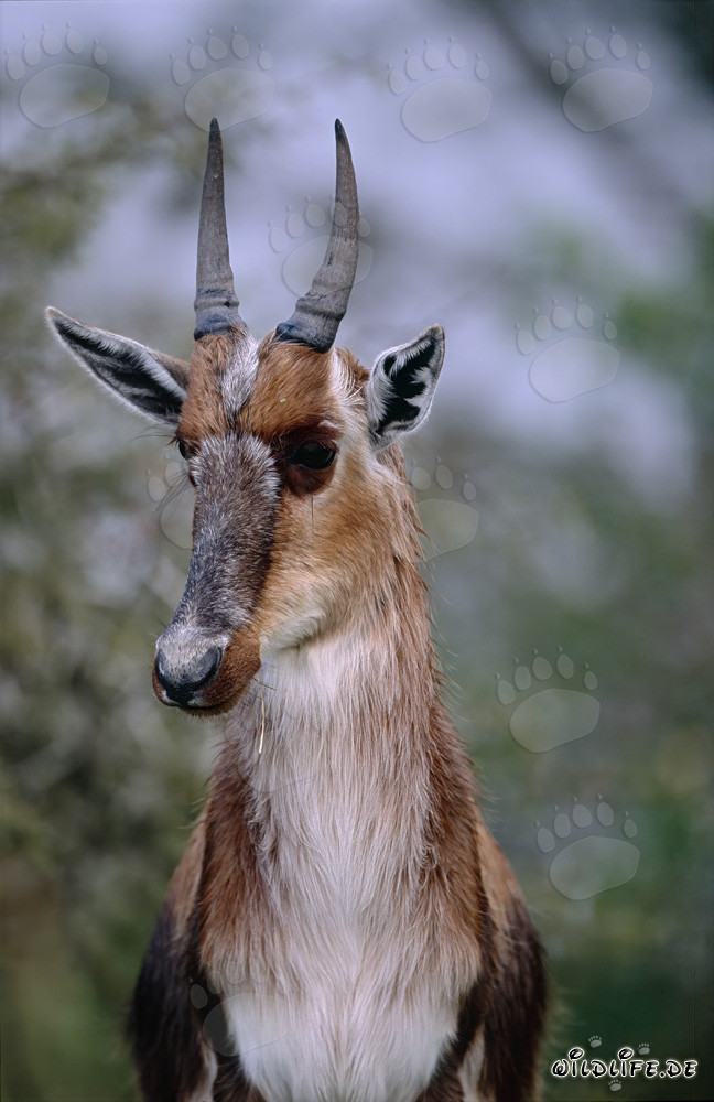 Hermoso antílope blesbok en la naturaleza - Elegante antílope de cara blanca