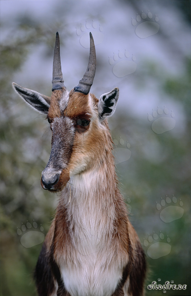 Schöner Buntbock in der Natur - Elegante Pied Buck Antilope