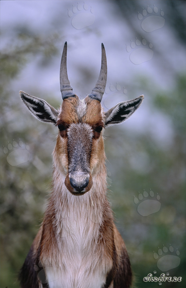 Portrait fascinant du Buntbock