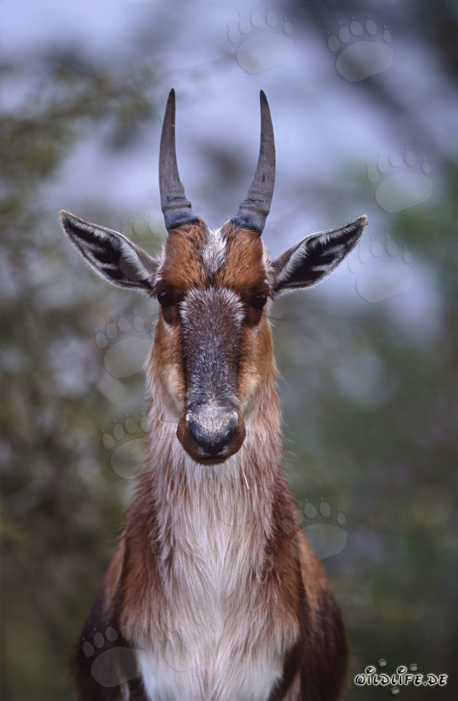 Fascinating portrait of a Bontebok