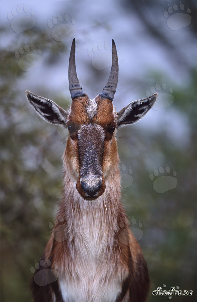 Portrait fascinant d'un bontebok