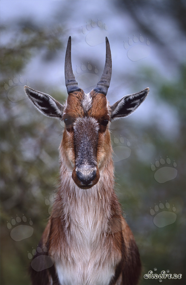 Retrato fascinante de un bontebok
