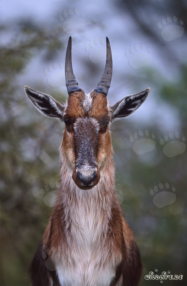 Ritratto affascinante di un bontebok