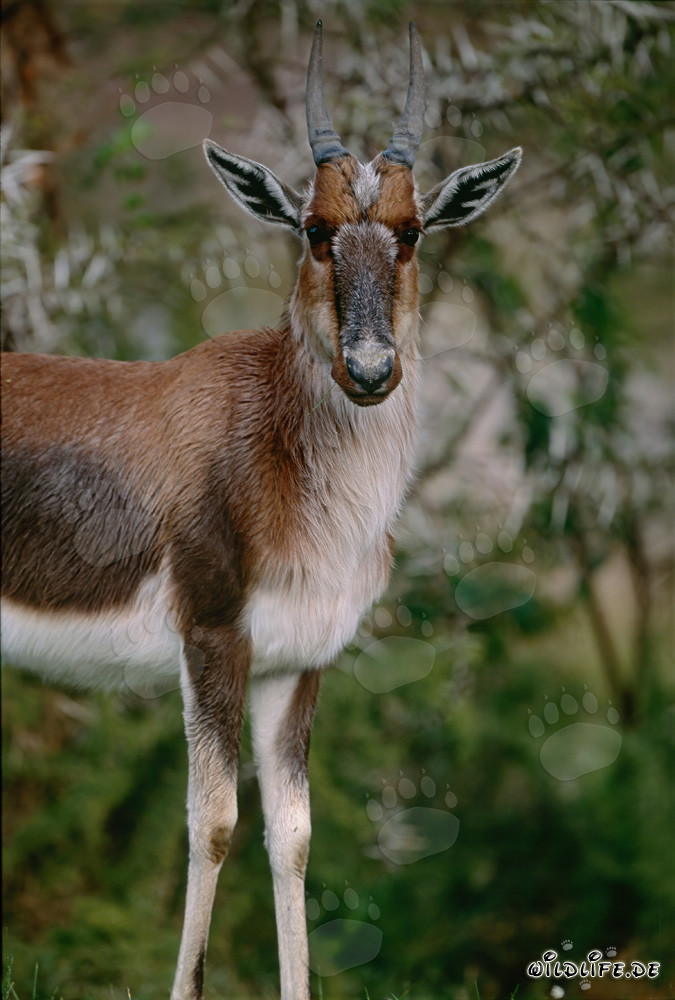 Bontebok - Majestic Resident of the South African Wilderness