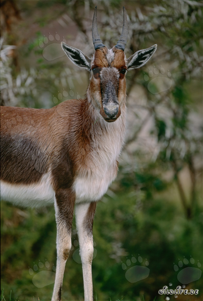 Buntbock - Majestätischer Bewohner der südafrikanischen Wildnis