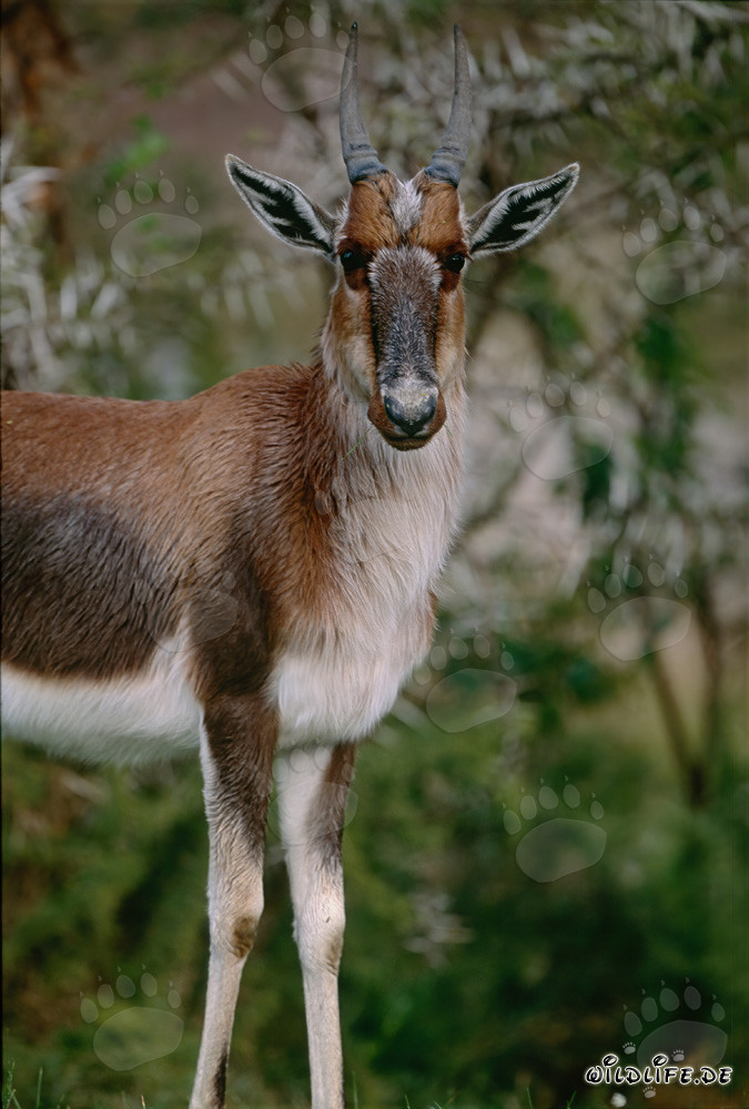 Buntbok - Majestueux habitant de la nature sauvage sud-africaine