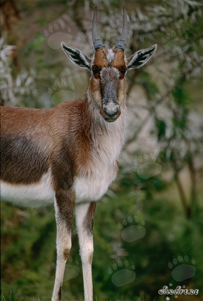 Buntbok - Majestuoso habitante de la naturaleza salvaje sudafricana