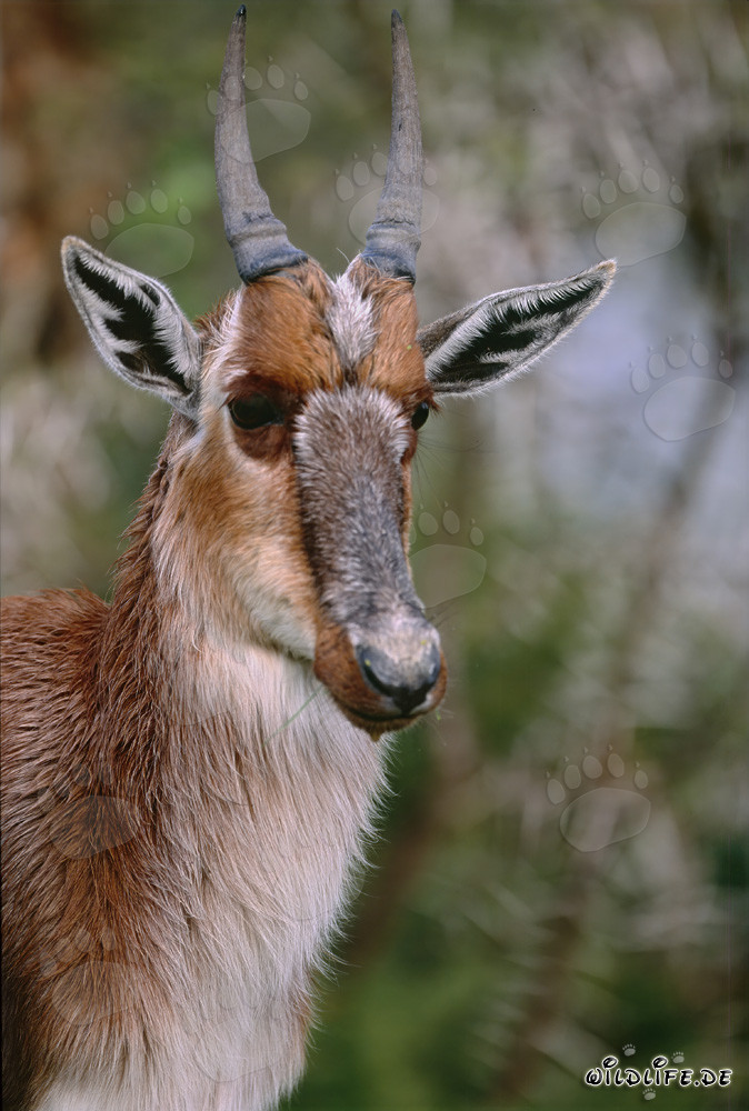Retrato de un joven y atento Bontebok en el Parque Nacional Bontebok, Sudáfrica