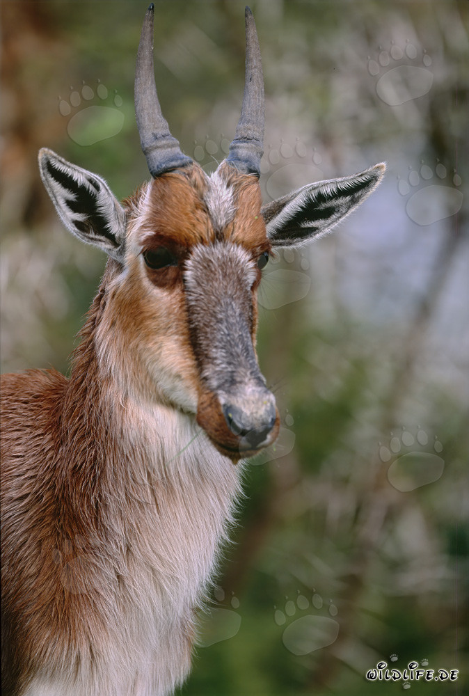 Ritratto di un giovane e attento Bontebok nel Parco Nazionale Bontebok, Sudafrica