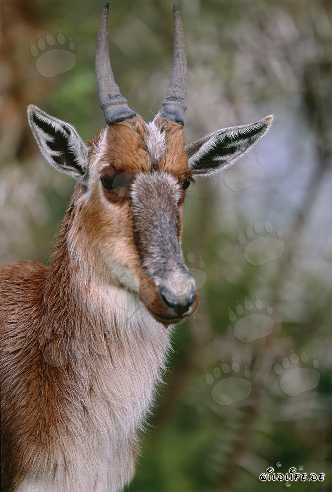 Young, attentive Pied Buck portrait in Bontebok National Park, South Africa