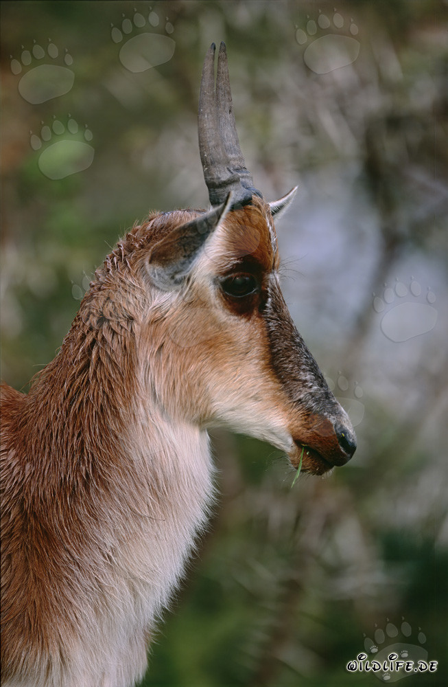 Buntbock - Antilope maestosa nella savana