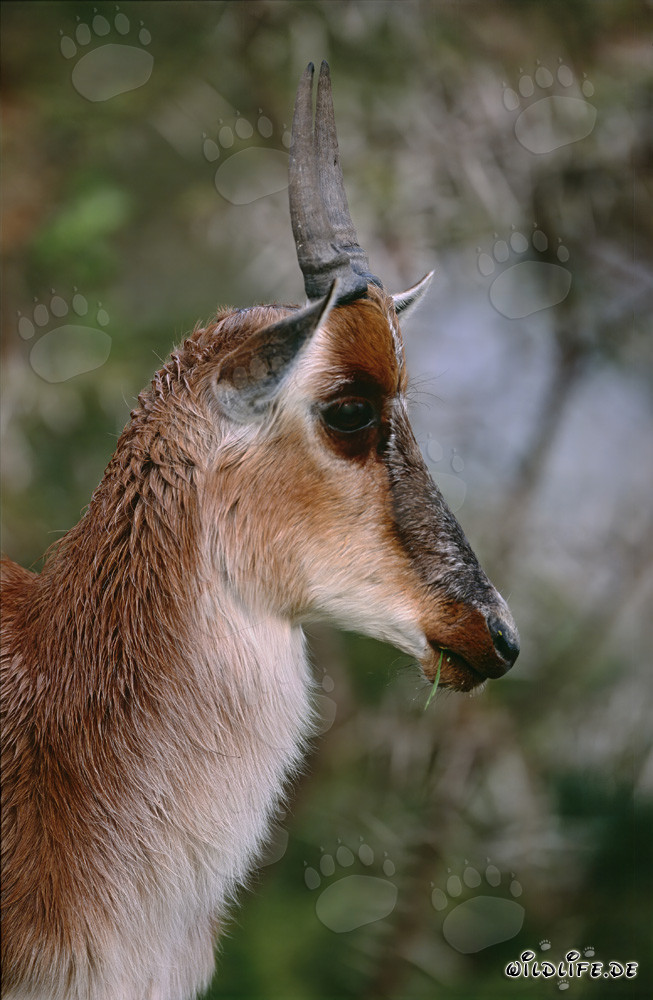 Buntbock - Antilope majestueuse dans la savane