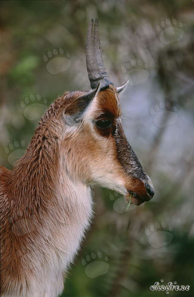 Buntbock - Majestätische Antilope in der Savanne