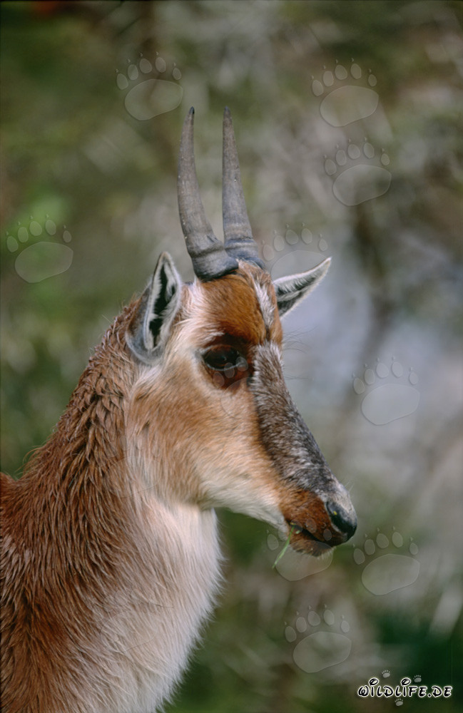 Portrait de profil de tête de Bontebok au soleil levant