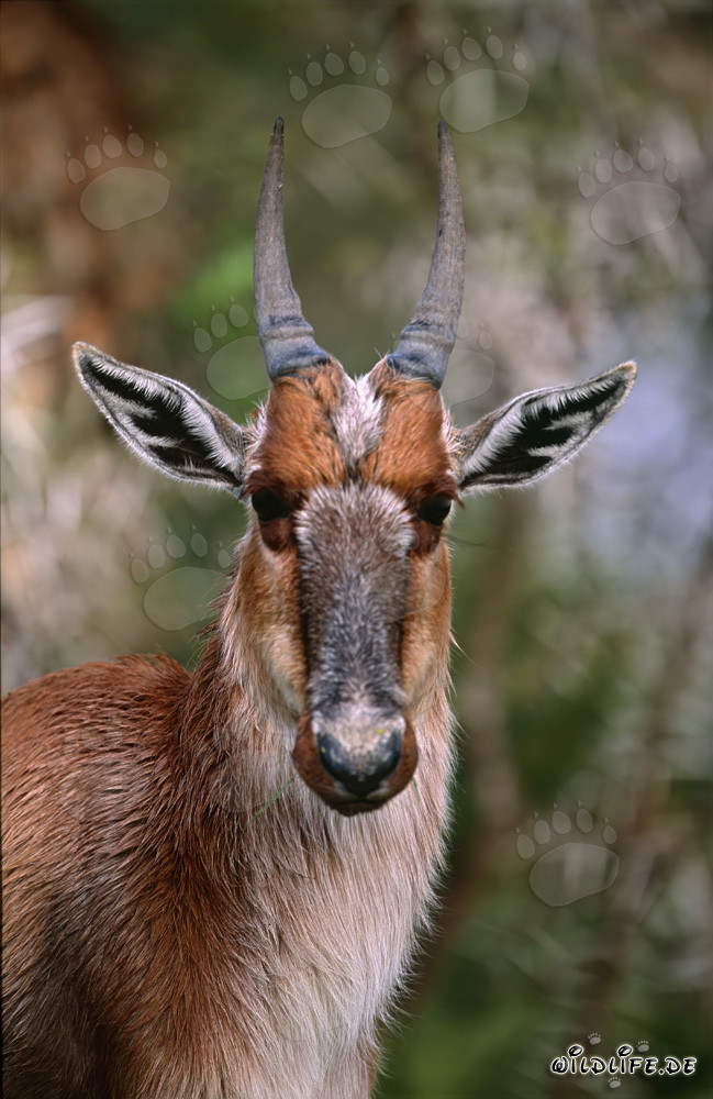 Retrato impresionante de un blesbok