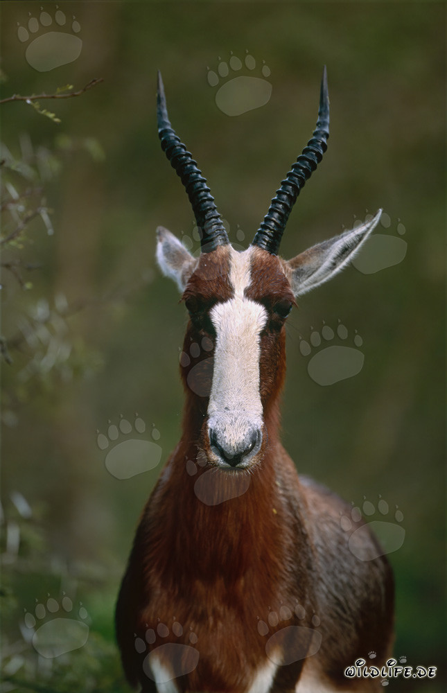Portrait d'un blesbok au lever du soleil