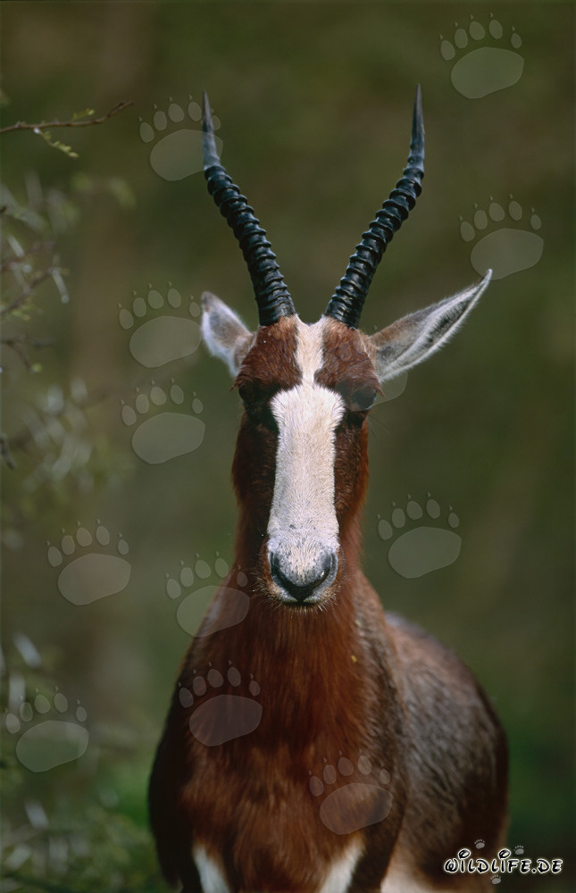 Retrato de un blesbok en el sol de la mañana
