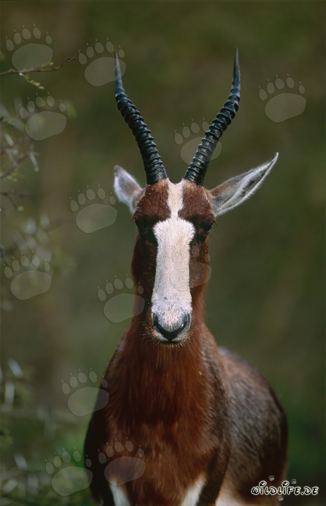 Ritratto di un blesbok al sole del mattino