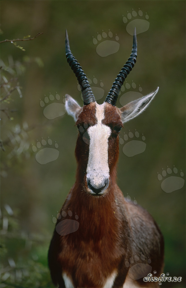 Portrait of a Bontebok in the Morning Sun
