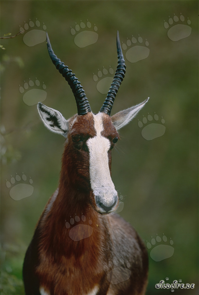 Bontebok portrait in the morning sun at Bontebok National Park, South Africa
