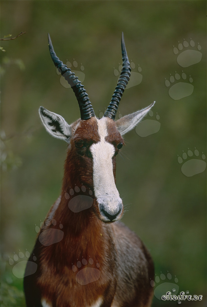 Buntbock Porträt in der Morgensonne im Bontebok Nationalpark, Südafrika