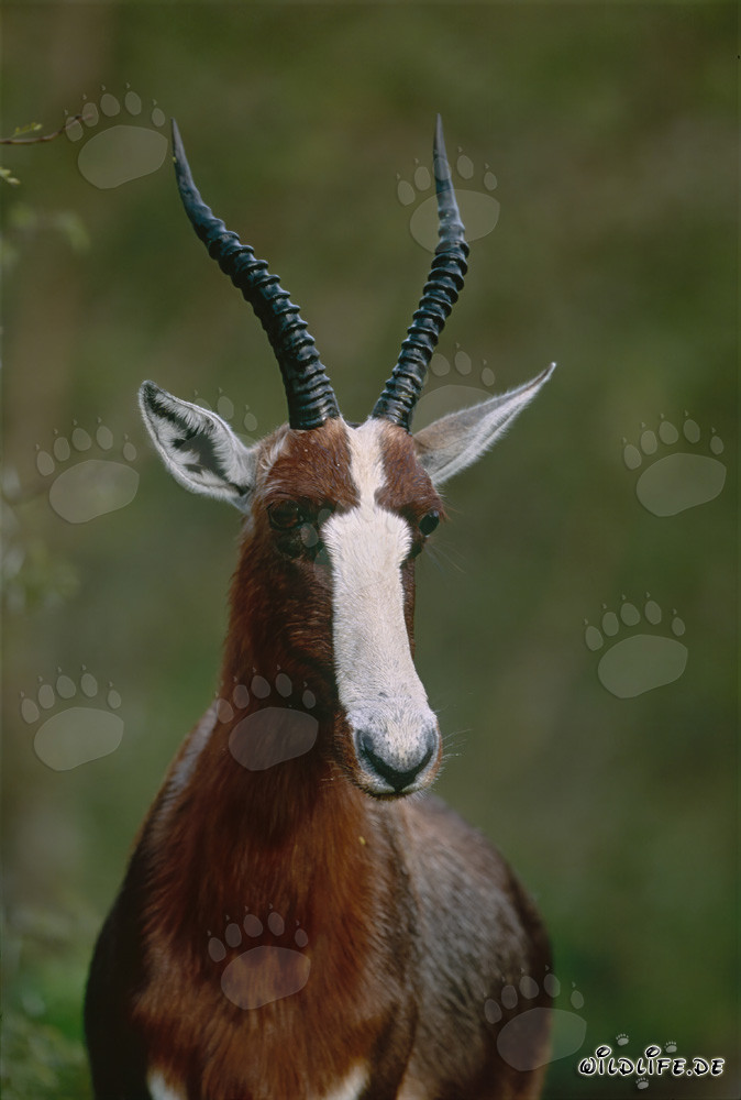 Portrait de Buntbock au soleil du matin dans le parc national de Bontebok, Afrique du Sud
