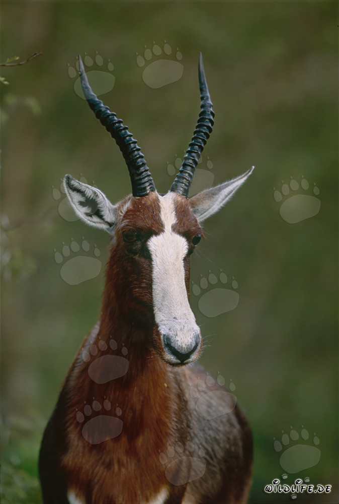 Retrato de Buntbock en la luz matutina en el Parque Nacional Bontebok, Sudáfrica