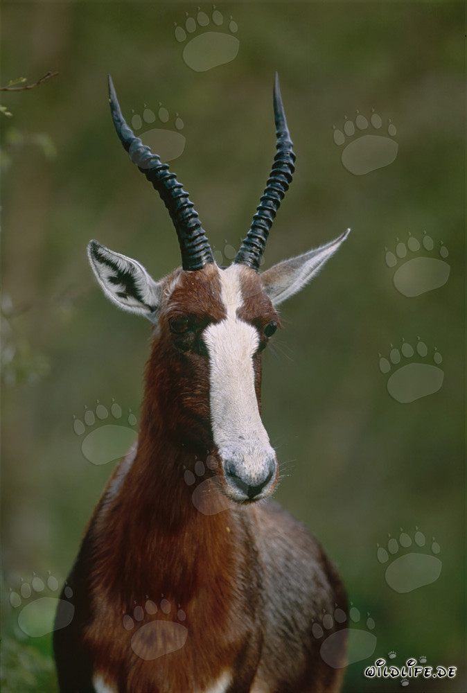 Ritratto di Buntbock nella luce del mattino nel Parco Nazionale Bontebok, Sudafrica