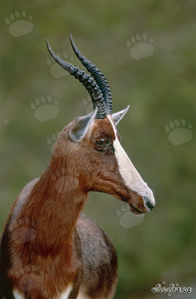 Bontebok turning its head in Bontebok National Park, Western Cape, South Africa