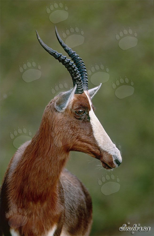 Buntbock gira la cabeza en el Parque Nacional de Bontebok, Western Cape, Sudáfrica
