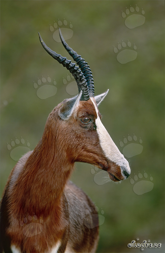 Buntbock gira la testa nel Parco Nazionale di Bontebok, Western Cape, Sudafrica