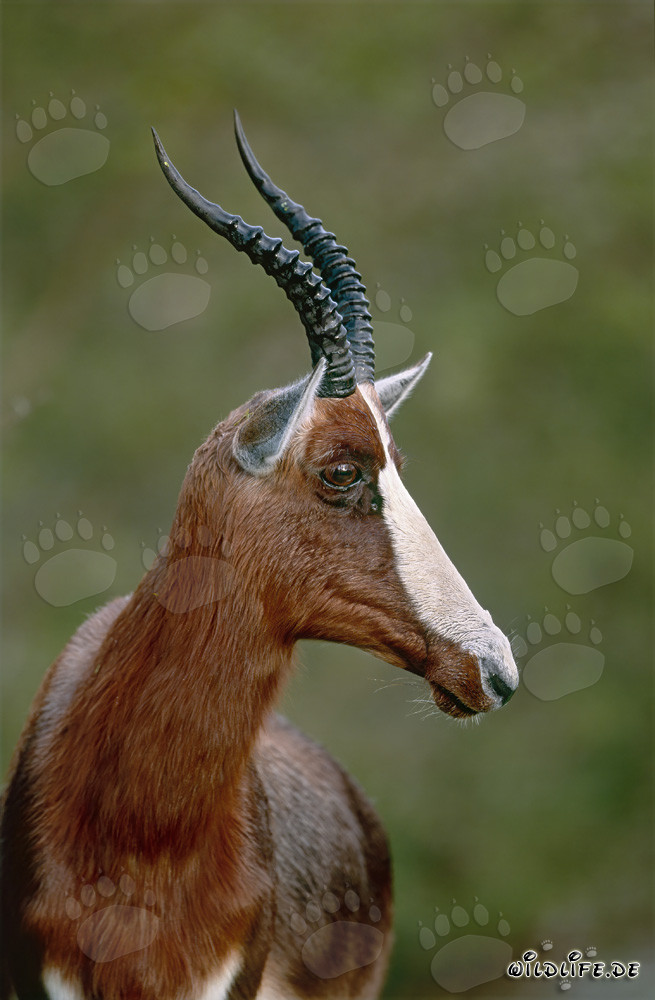 Buntbock tourne la tête dans le parc national de Bontebok, Western Cape, Afrique du Sud