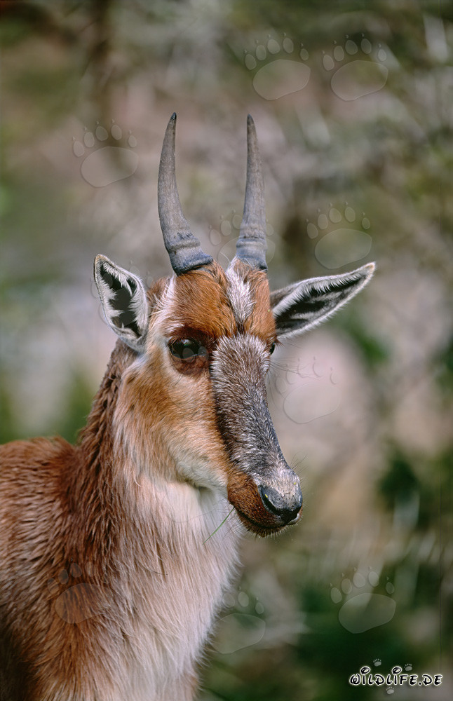 Close-up of an impressive Bontebok head