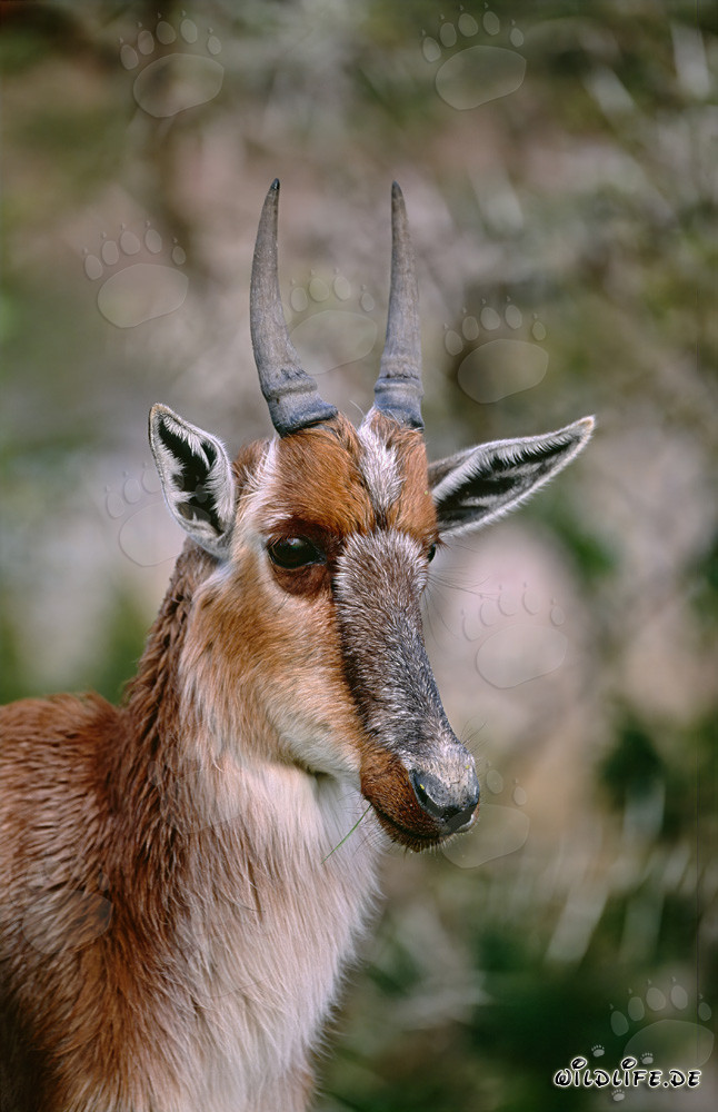 Portrait impressionnant de la tête d'un Buntbok