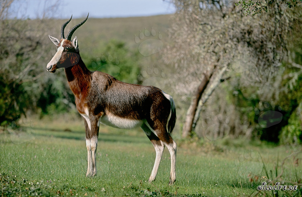 Concentrated Bontebok in Bontebok National Park