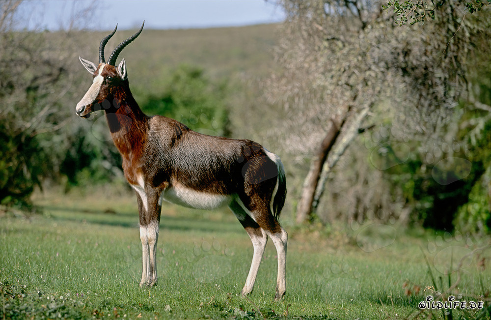 Buntbock attento nel Parco Nazionale di Bontebok