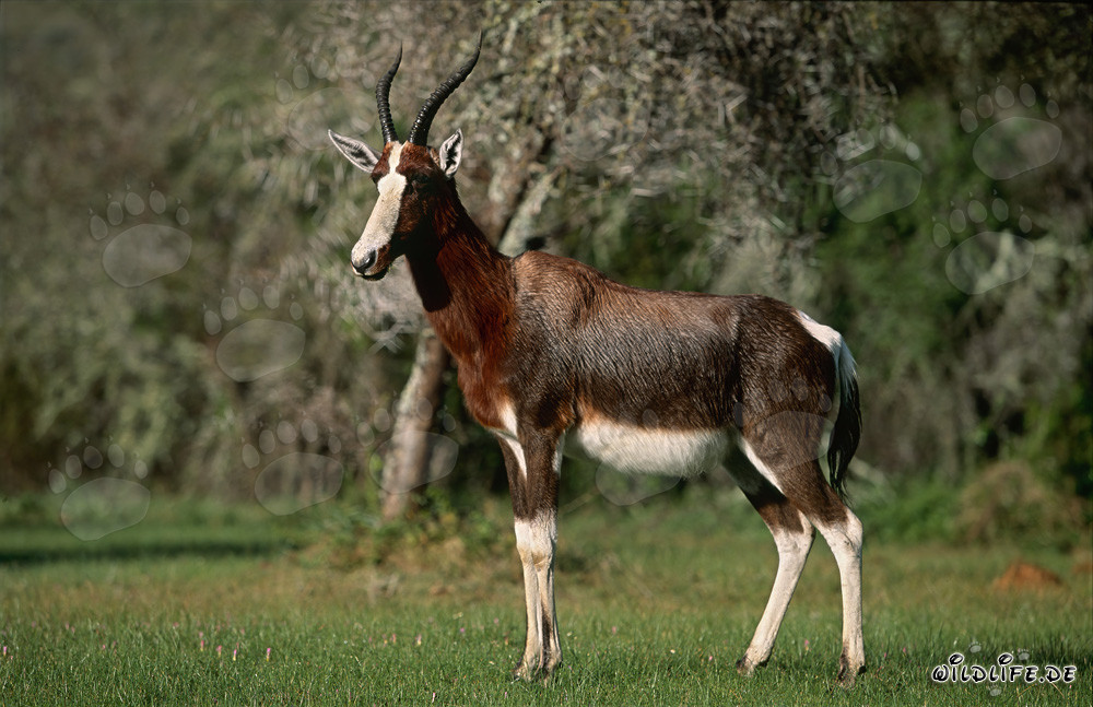 Portrait d'un bontebok majestueux dans la nature sauvage