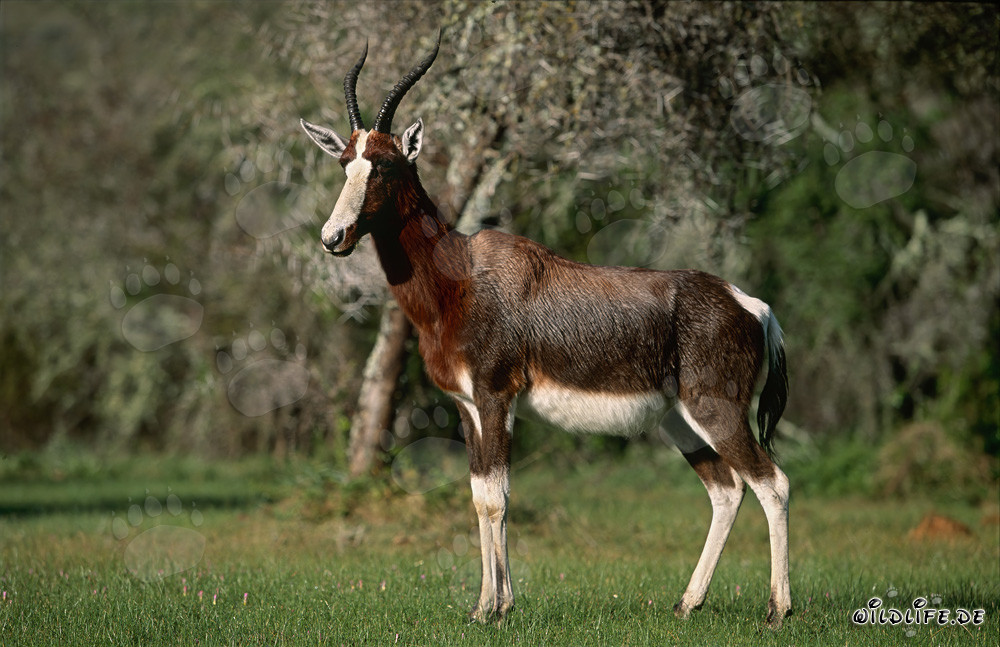 Portrait of a Majestic Bontebok in the Wilderness
