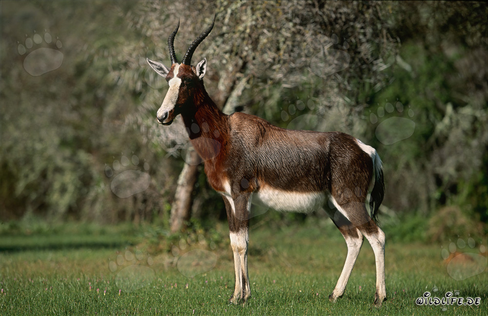 Retrato de un bontebok majestuoso en la naturaleza salvaje