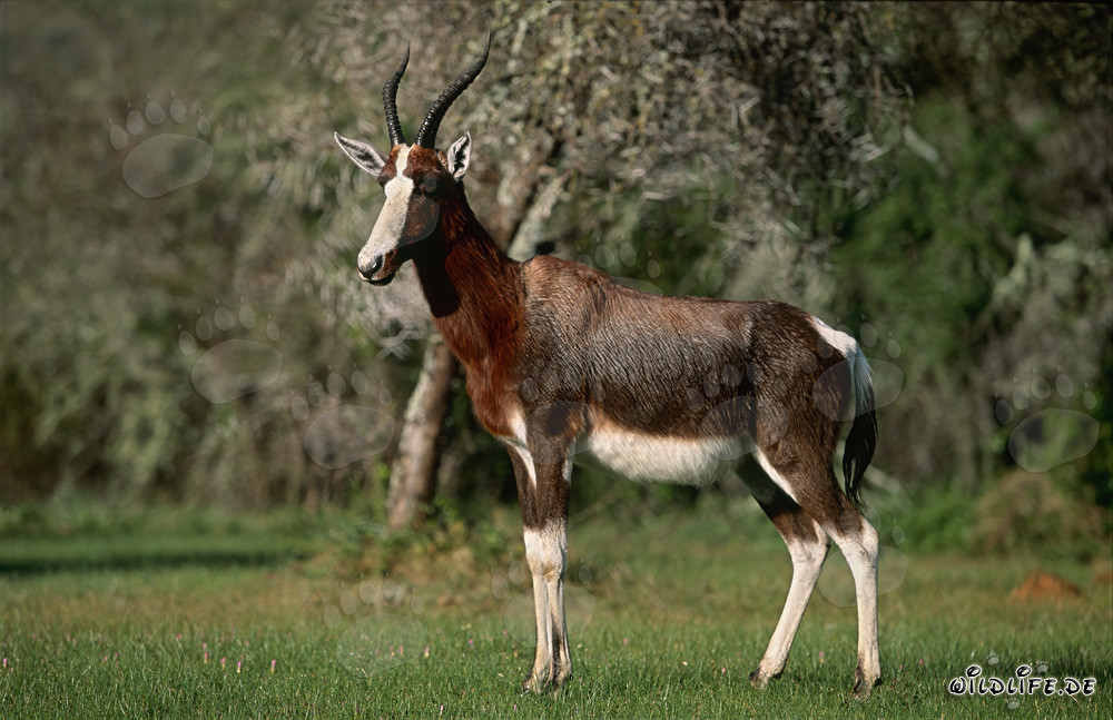 Ritratto di un bontebok maestoso nella natura selvaggia
