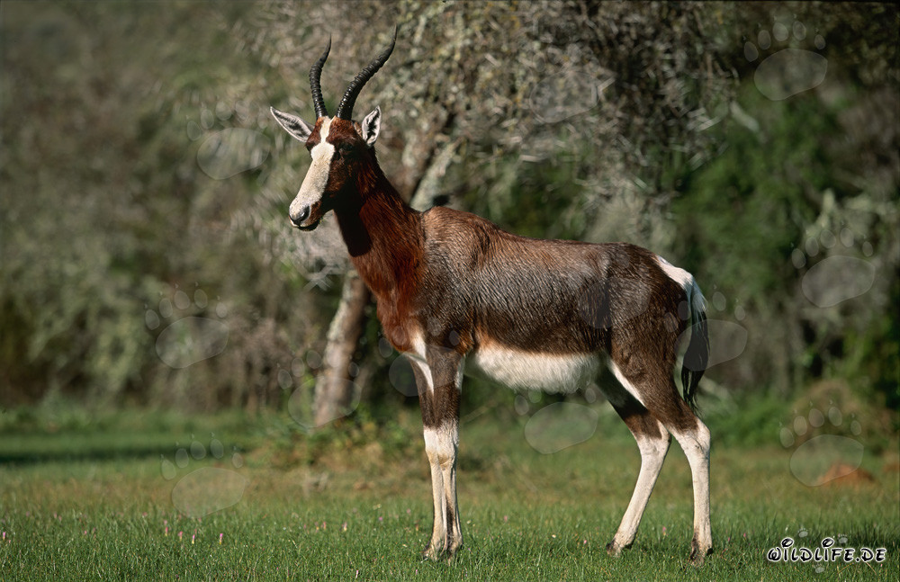 Portrait eines majestätischen Buntbocks in der Wildnis