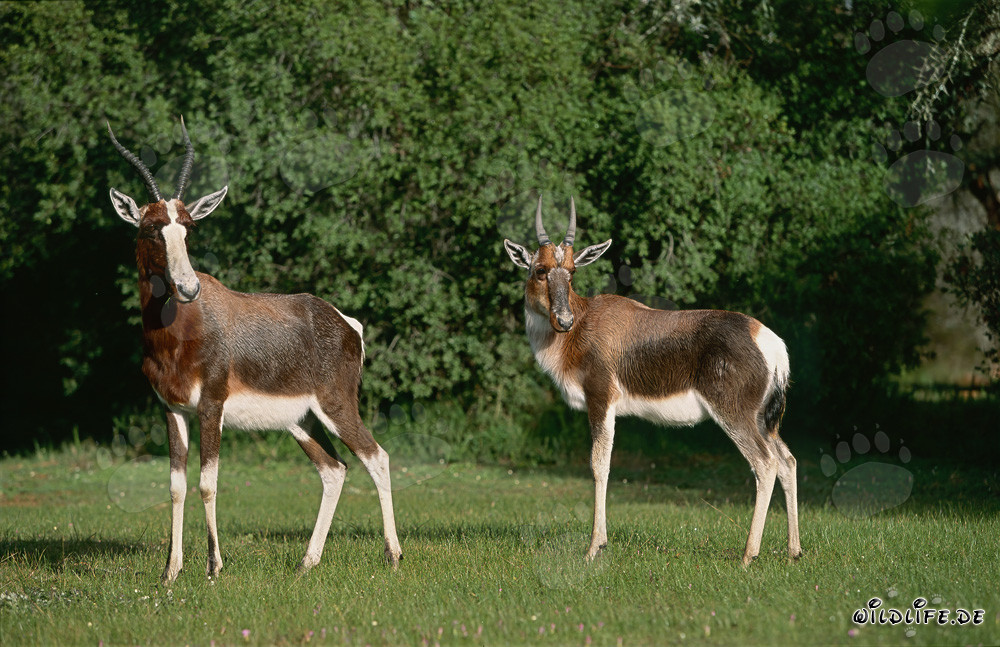 Bontebok Antelopes in the Wild